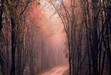 湖人vs森林狼直播在线观看哪里有？观赛攻略及精彩看点全解析